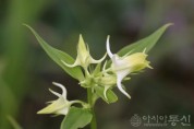 Halenia coreana S. M. Han et al. 참닻꽃 (기존 Halenia corniculata (L.) Cornaz 닻꽃).jpg