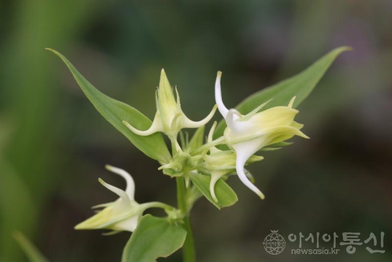 Halenia coreana S. M. Han et al. 참닻꽃 (기존 Halenia corniculata (L.) Cornaz 닻꽃).jpg