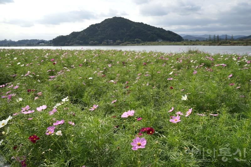 부95(보도).jpg