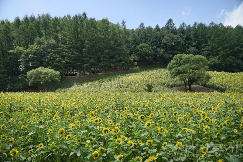 태59(보도).jpg