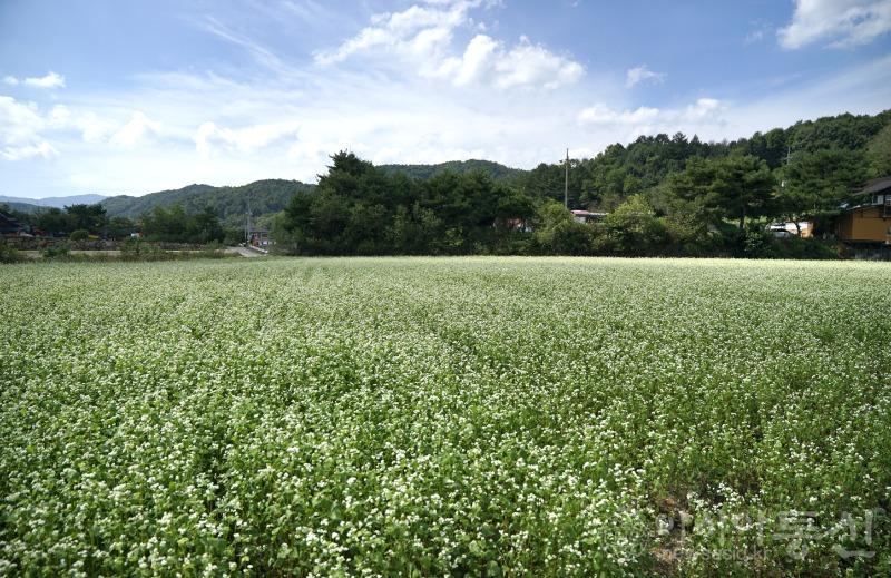 봉54(보도).jpg