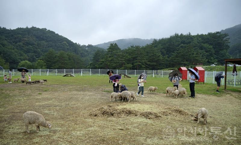양5.jpg
