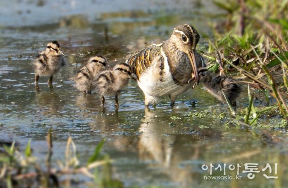 먹이잡아주는 수컷 어미(사진 제공 : 조현표(새통신원))