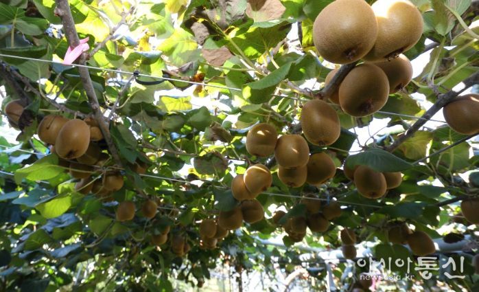 ‘감황’ 재배 모습