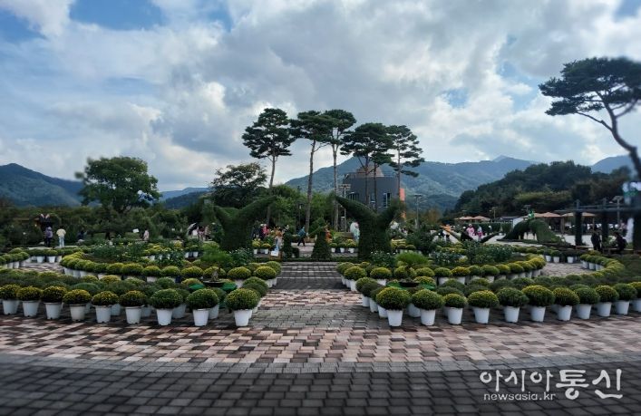 거창창포원 작년 국화사진