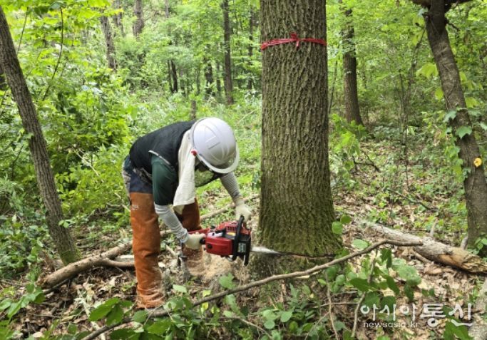 상수리나무 표준목 벌채