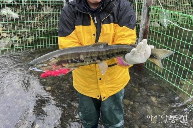 태화강생태관, 울주군 구영교서 태화강 연어 올해 첫 포획