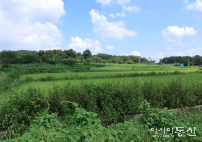‘군산 개사동 패총’ 조사지역 전경