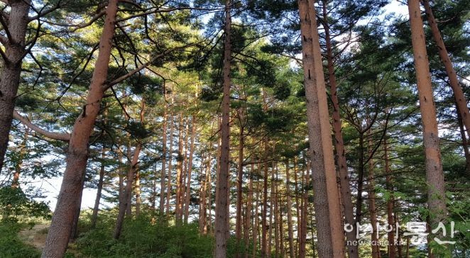 울진금강송 산지농업, FAO 세계중요농업유산 인증서 수여