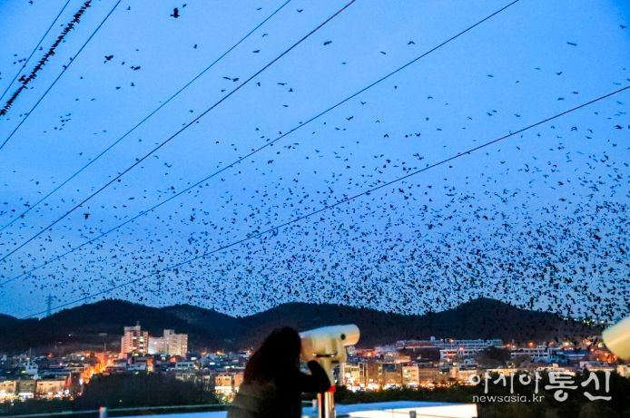2만여 떼까마귀 장관에 철새홍보관 야외 전망대·포토존에 관람객 발길