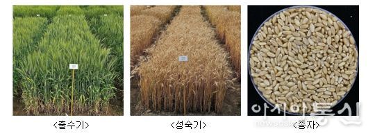 ‘이룸’ 품종 사진