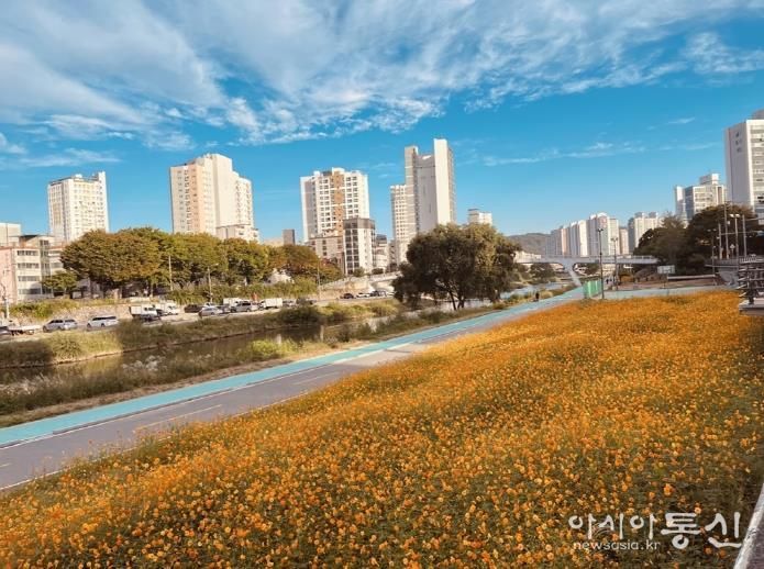 중랑천 황화 코스모스 꽃길