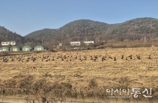 화포천 인근 철새 도래