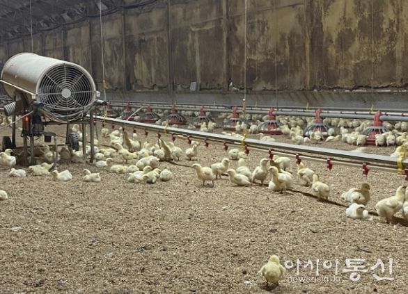 병아리 보온을 위한 열풍기 운영