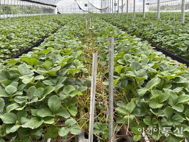 경남도,'26년딸기우량모주92만주로고품질딸기생산지원