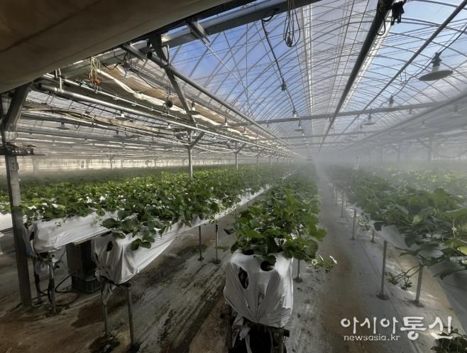 광주시, 선택형 맞춤 농정사업 추진…명품 농산물 육성 본격화