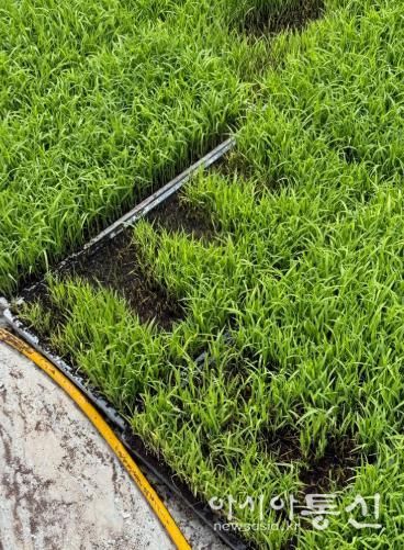 고성군, 자가채종 벼 발아검사 지원