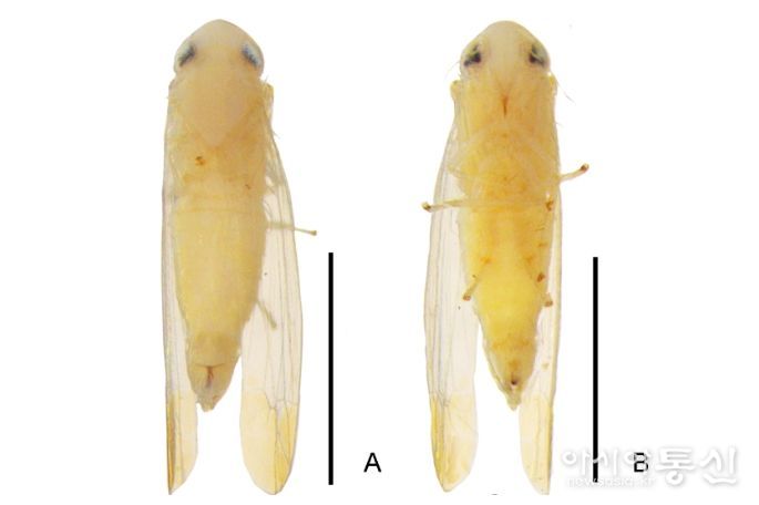 광릉밑굽은애매미충(수컷) 생김새 몸크기 약 3.1mm